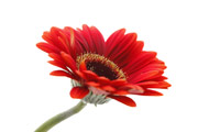 Gerbera
