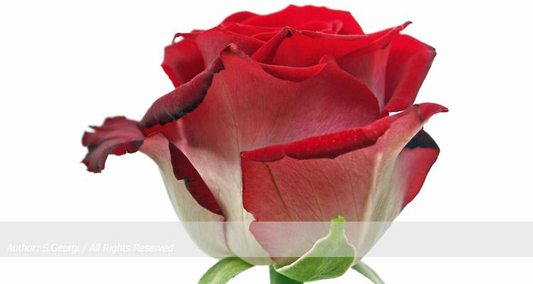 Rote Rose